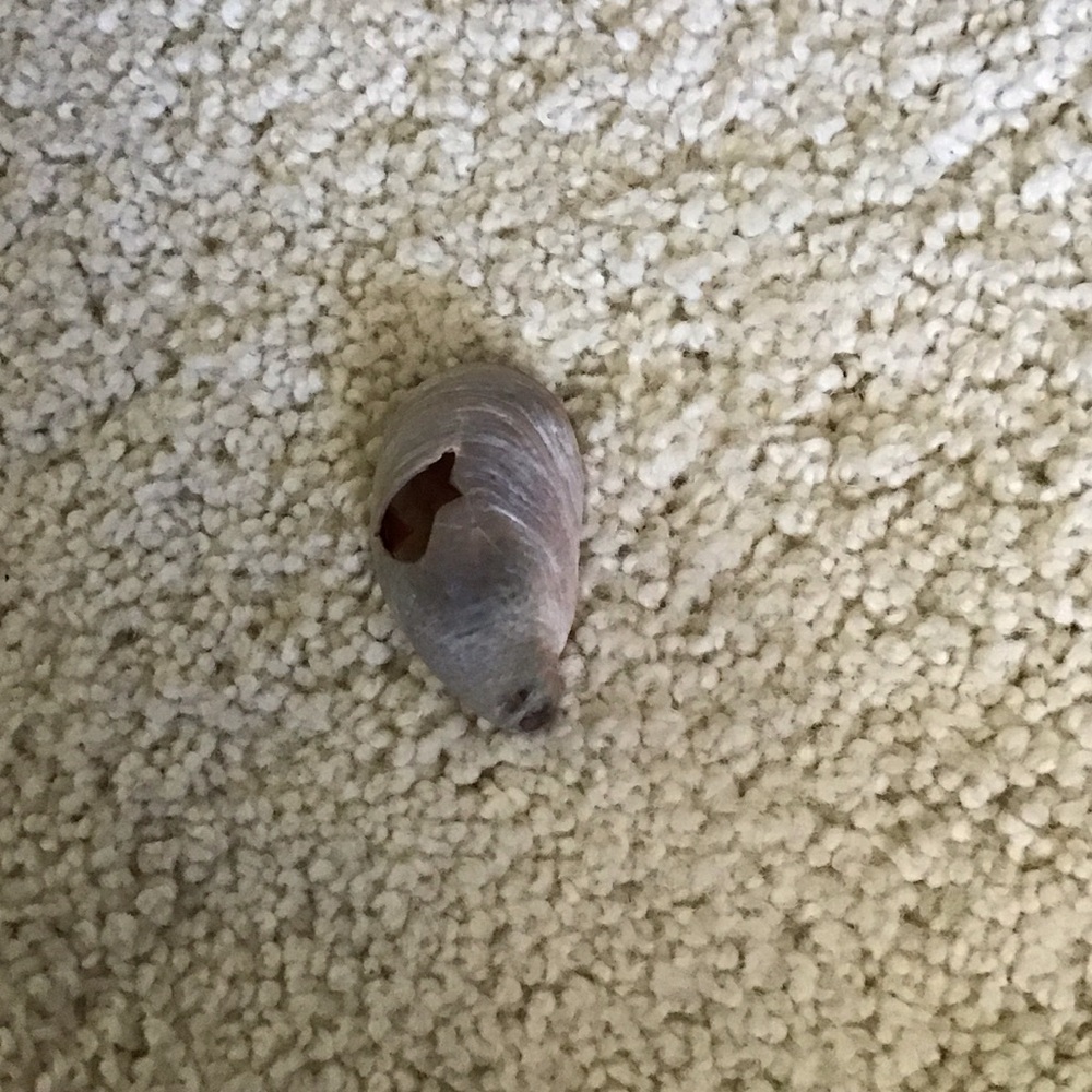 Natural Hermit Crab Shell for Small Pets